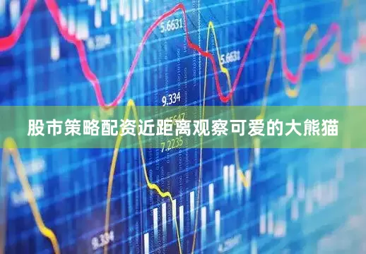 股市策略配资近距离观察可爱的大熊猫